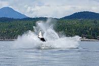 Kayak into the wild