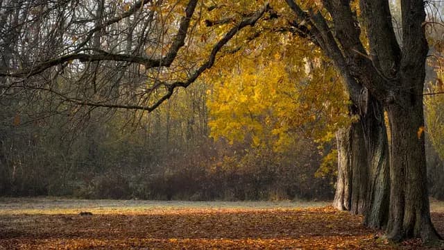 Les plus belles avenues à découvrir dans les grandes villes