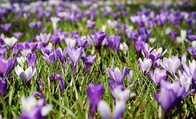 Les plus belles villes à découvrir au printemps