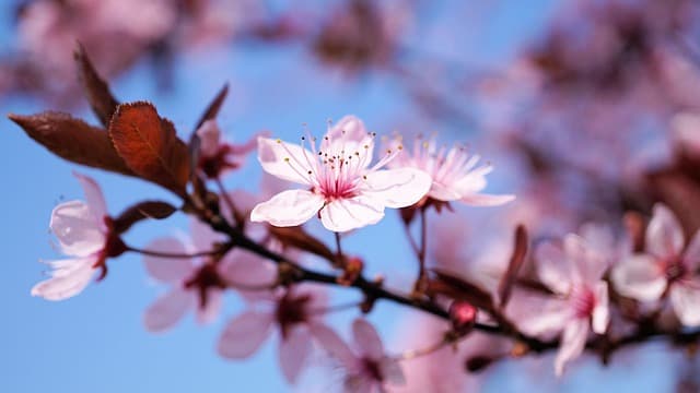 Les meilleures villes à visiter au printemps